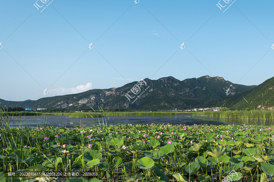 夏天荷花池通透明亮图片