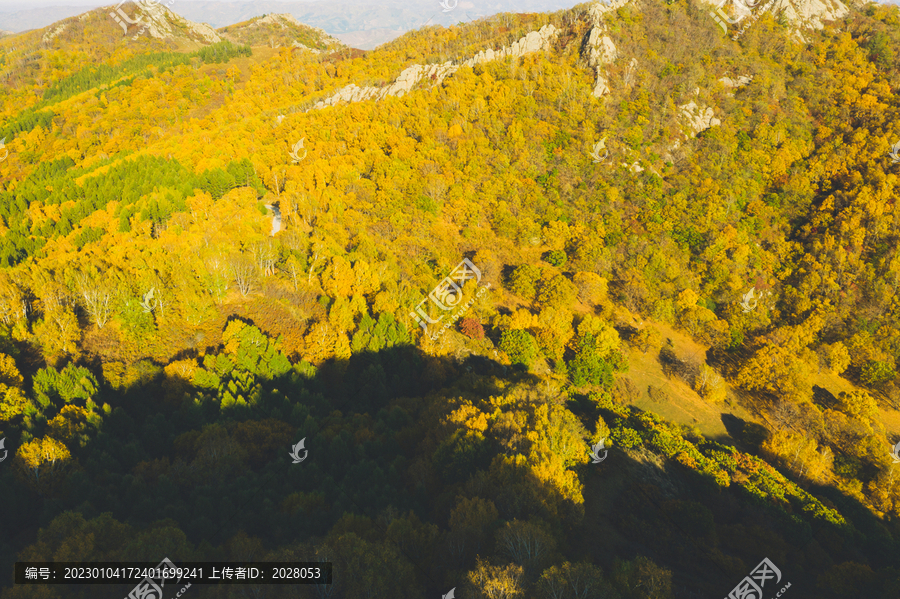 秋季航拍森林秋景图片