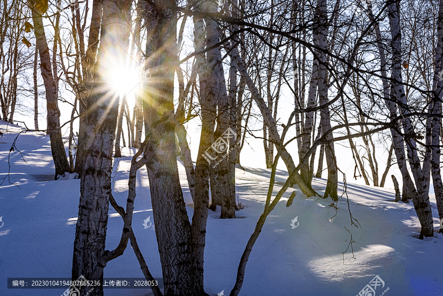 冬季阳光穿透桦树林