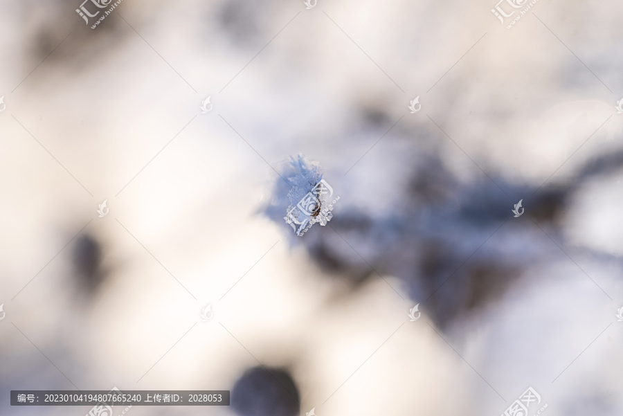 冬天点点积雪图片