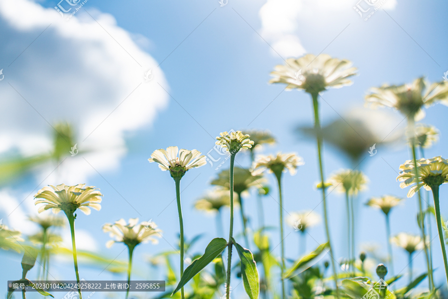 田野上盛开着白色的菊花