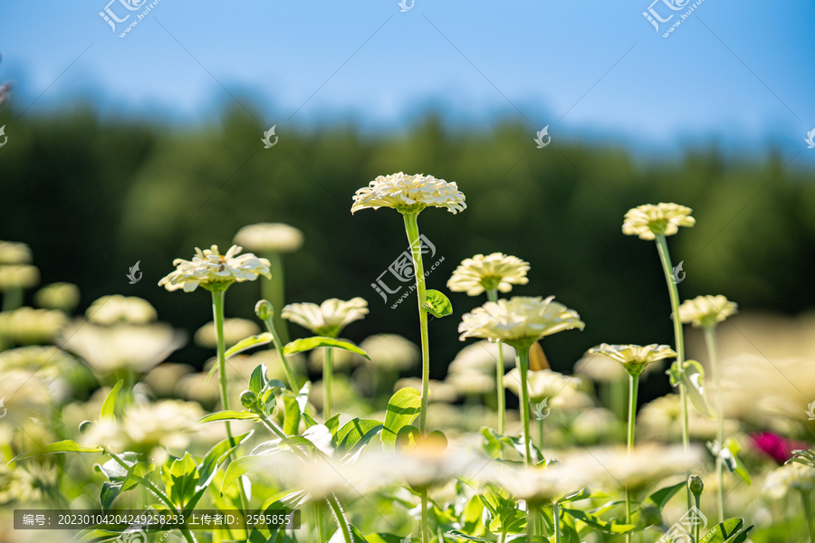 田野上盛开着白色的菊花