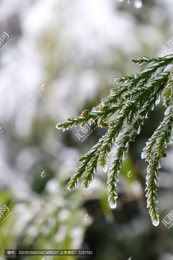 白雪包裹的树枝