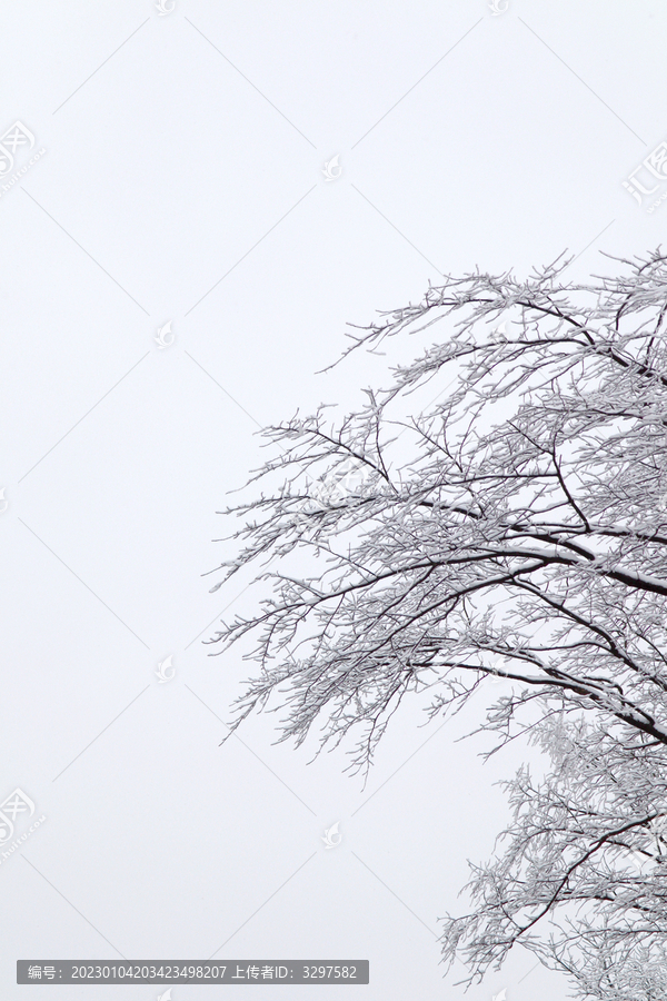 树枝穿上白雪的外衣