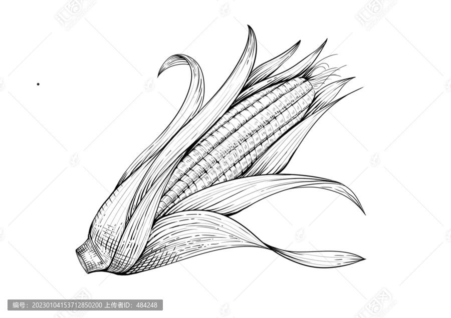 玉米插畫