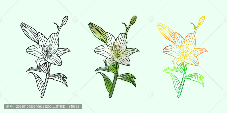 手繪矢量百合花