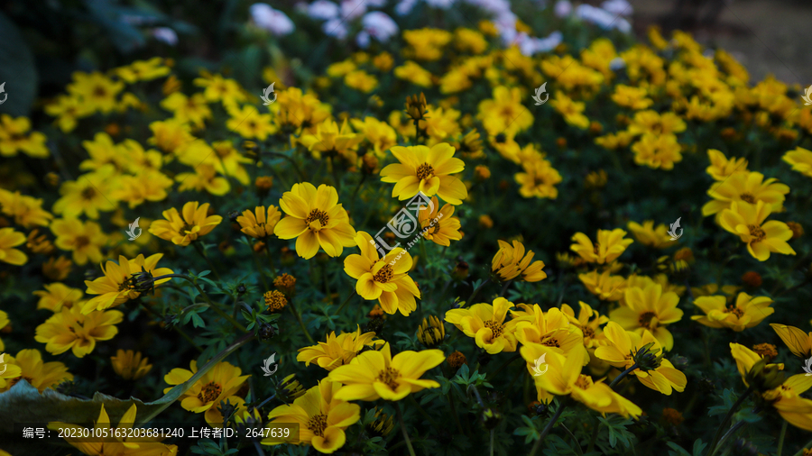 黃色菊花
