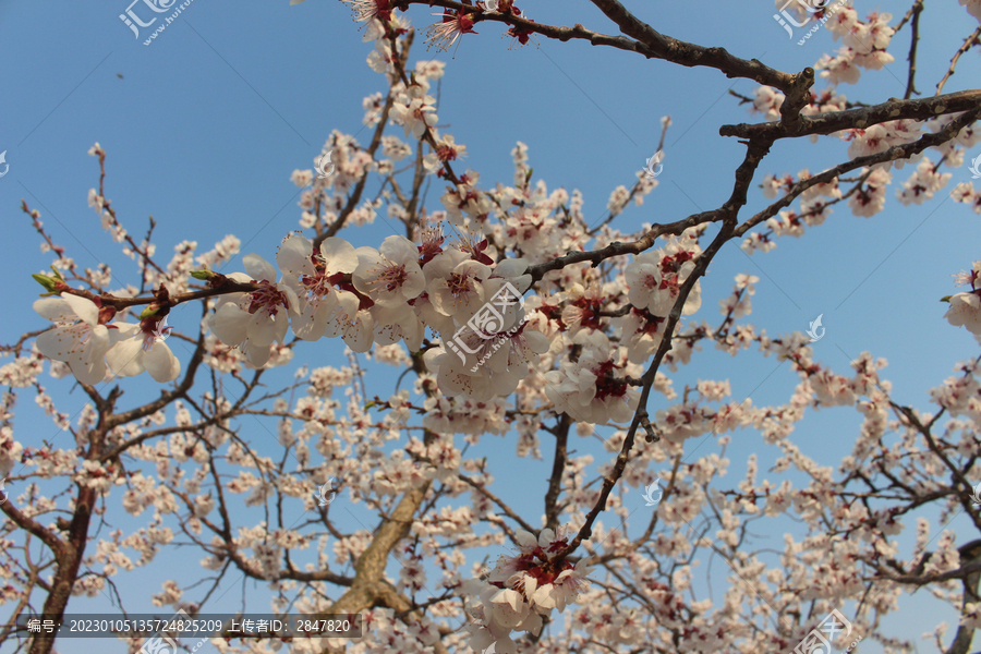 杏花村盛开粉色花朵蓝天