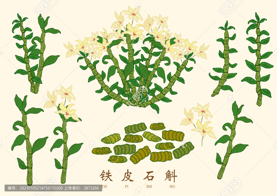 石斛鐵皮石斛