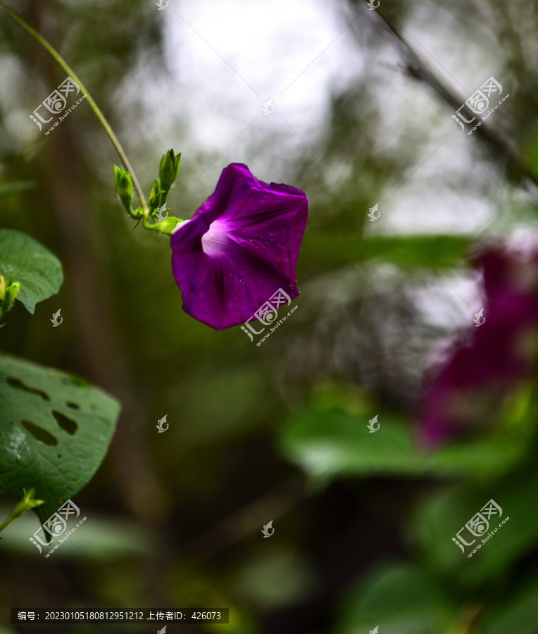 牵牛花喇叭花紫色花