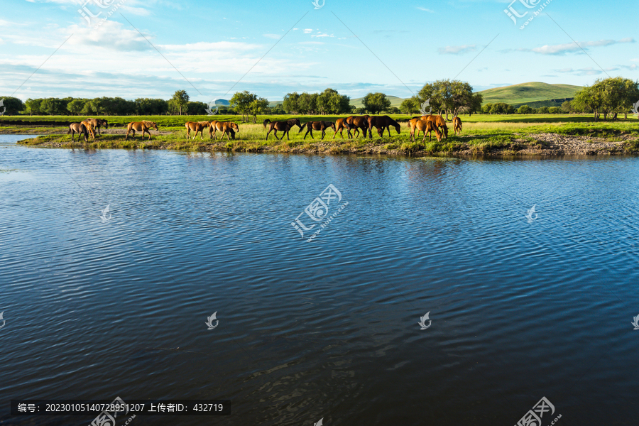 夏季草原河流河边马群