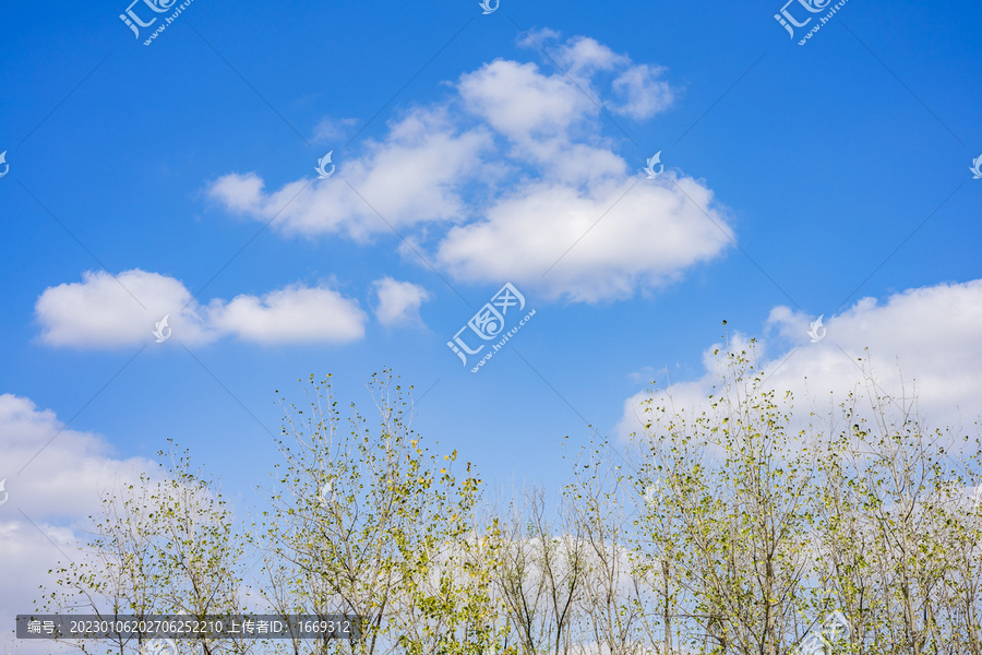 树枝与天空背景