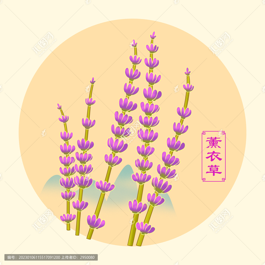 薰衣草