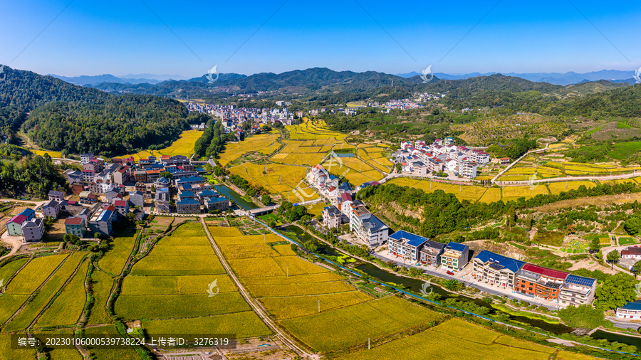 义乌美丽乡村金色稻田田园风光