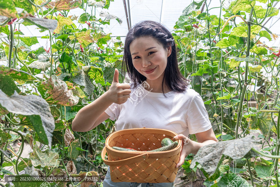 快乐的年轻女人在蔬菜大棚采摘西红柿