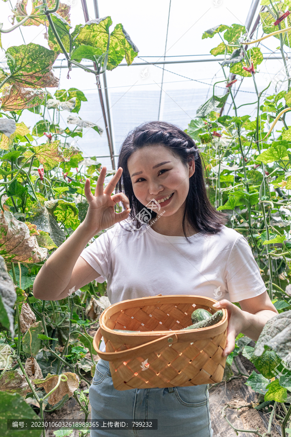 快乐的年轻女人在蔬菜大棚采摘西红柿