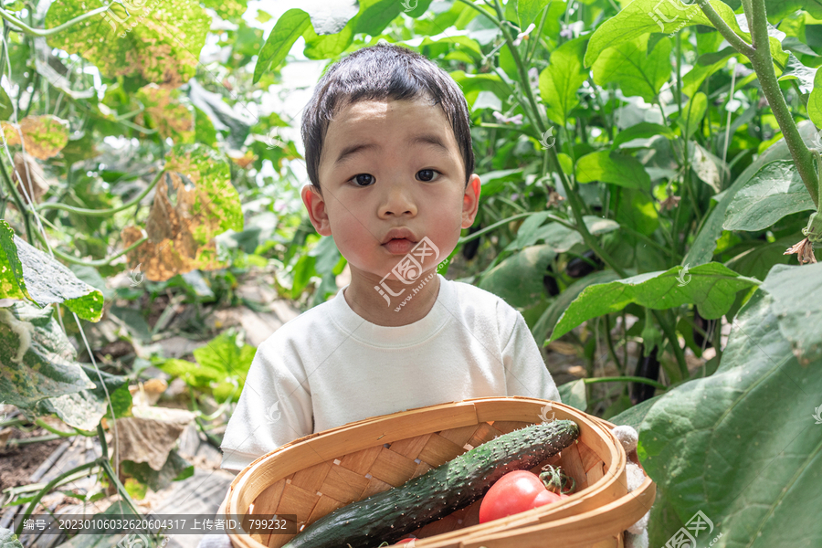 快乐的小男孩在蔬菜大棚采摘蔬菜