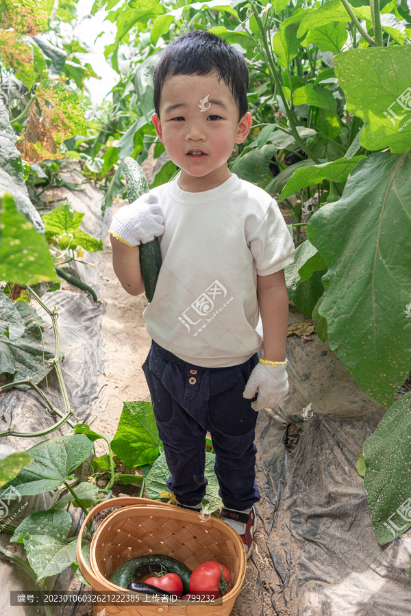 快乐的小男孩在蔬菜大棚采摘蔬菜