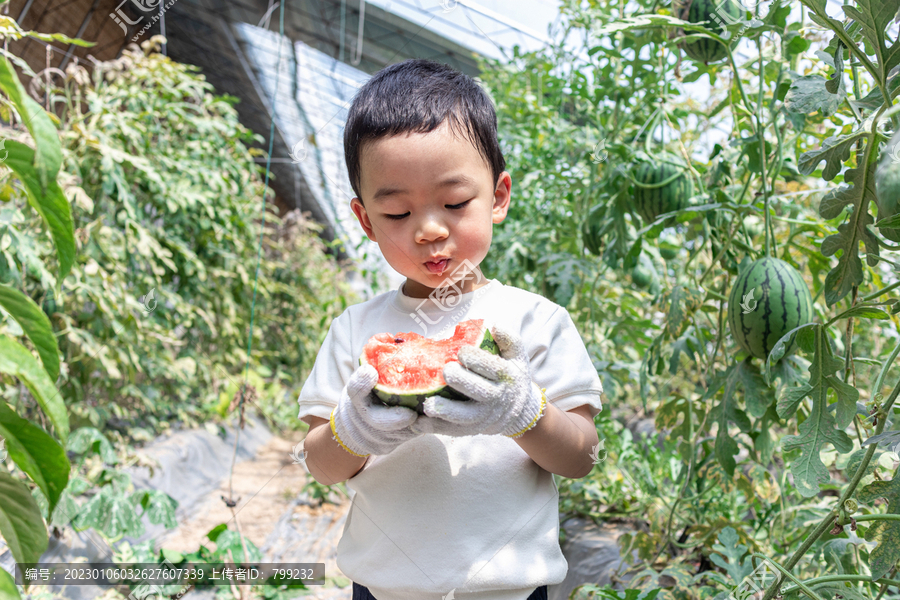 快乐的小男孩在种植大棚吃西瓜