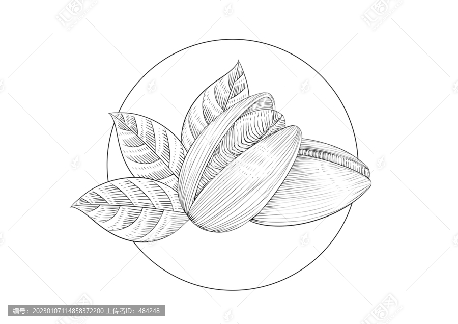 開心果手繪插畫