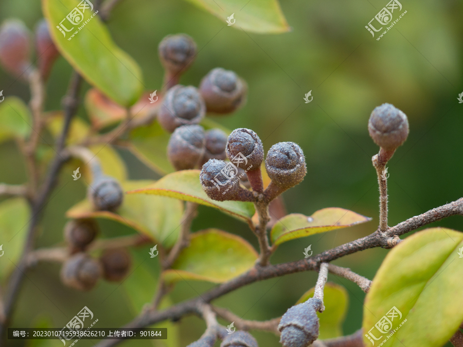 檵木枝头褐色的果实