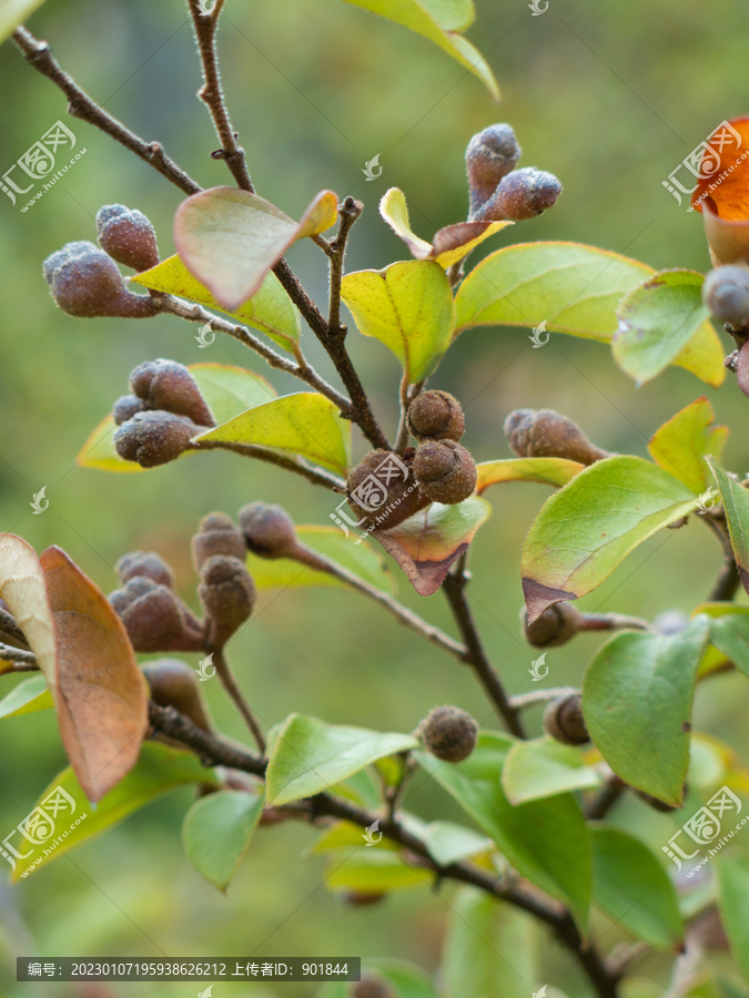 檵木树的褐色蒴果