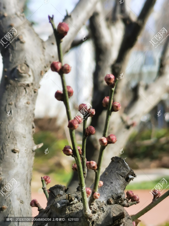 红梅花蕾