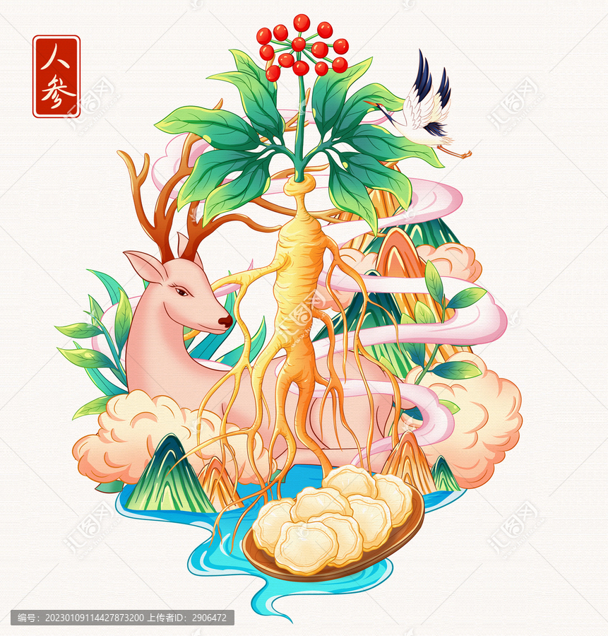 人參手繪插畫