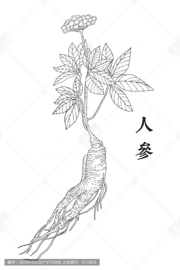 人參