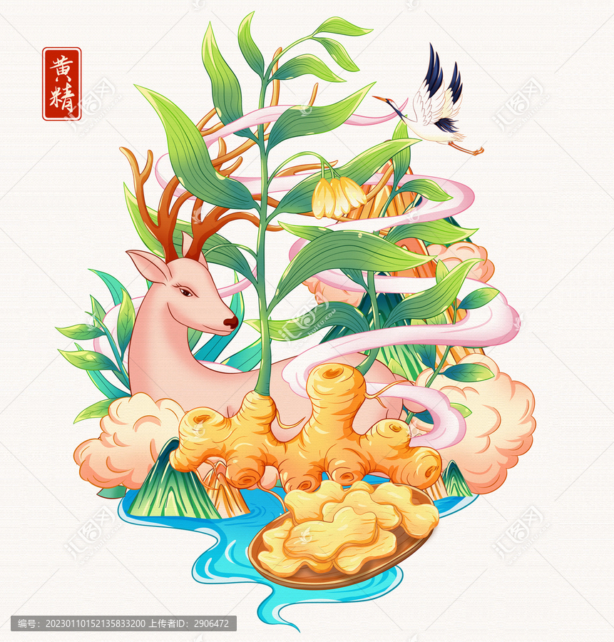 黃精手繪插畫