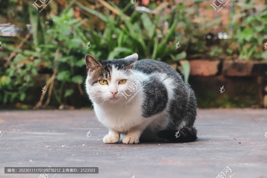 肥肥的猫猫