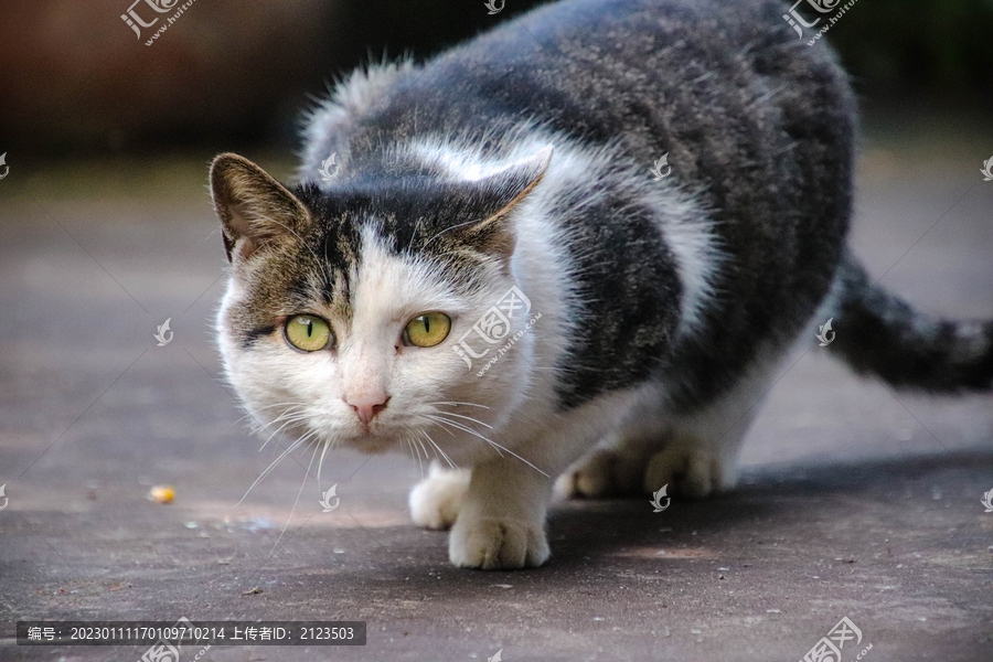 肥肥的猫猫