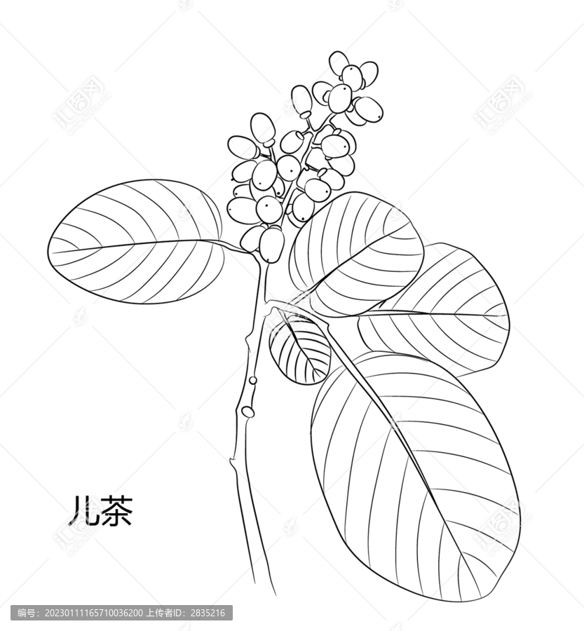 兒茶