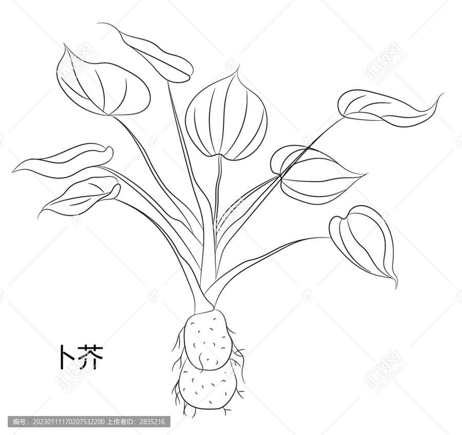 卜芥
