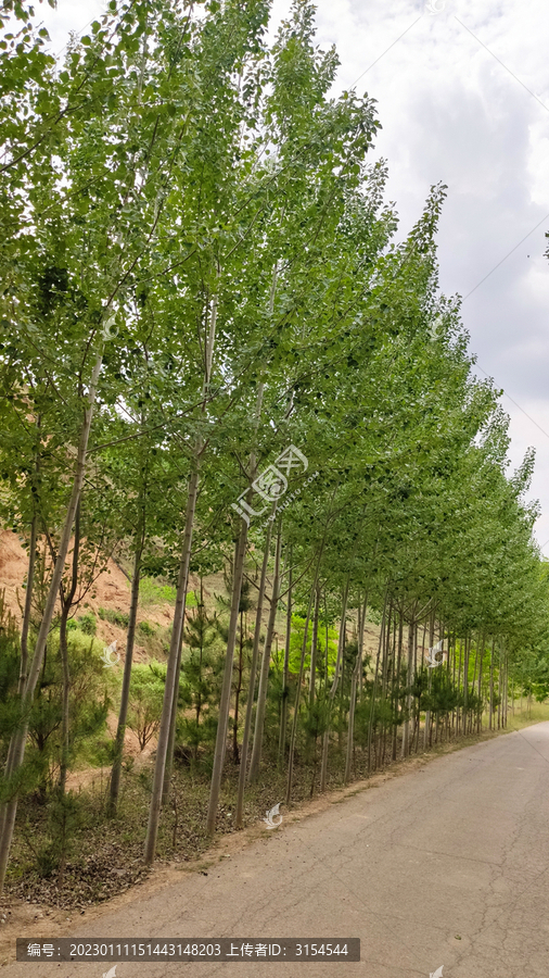 山里林荫小路