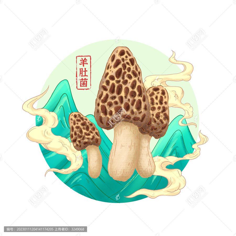 羊肚菌插畫