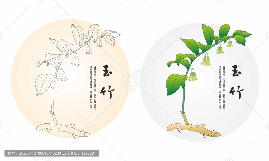 手繪玉竹