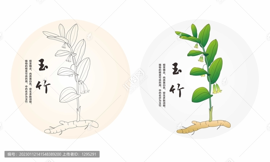 手繪玉竹
