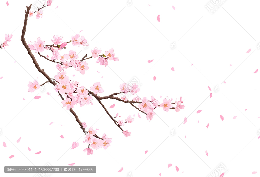 櫻花