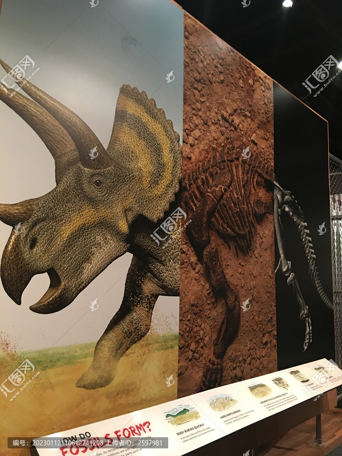 美国博物馆恐龙