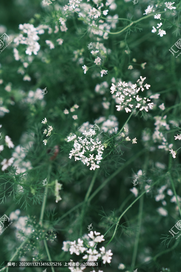 夏季小白花唯美清新图片