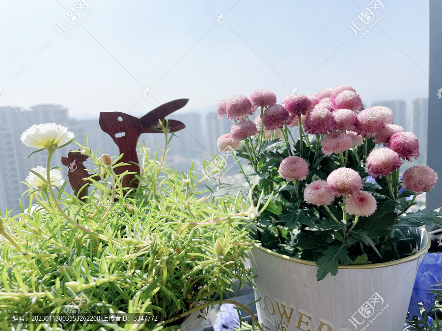 菊花珠玉之卵