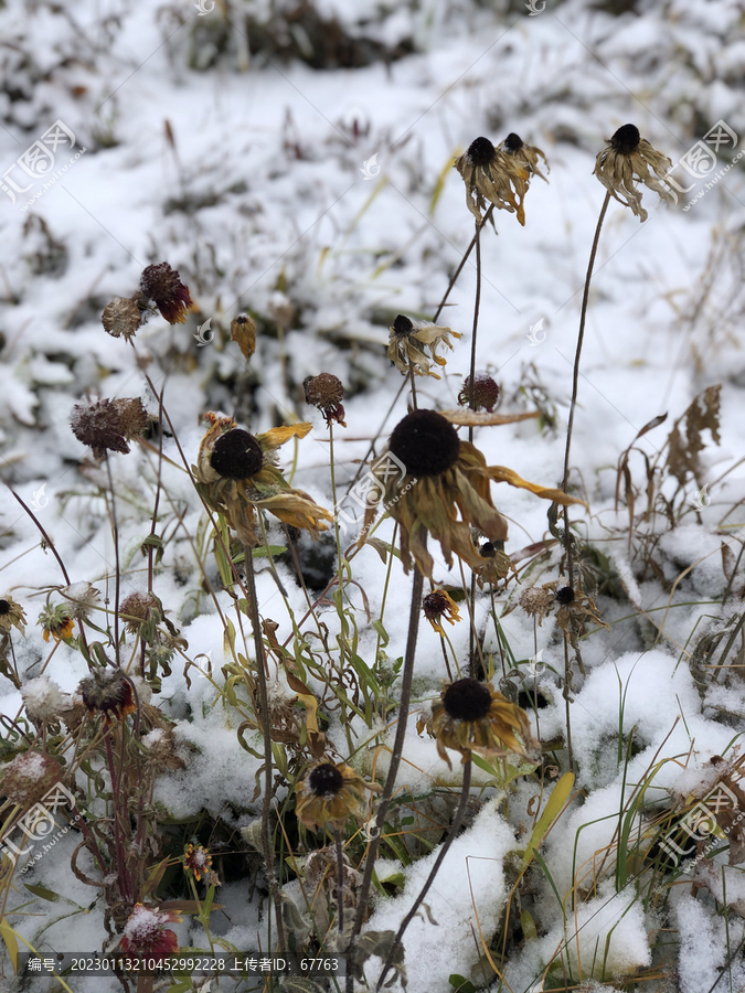 雪中枯花