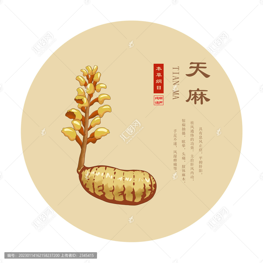 天麻