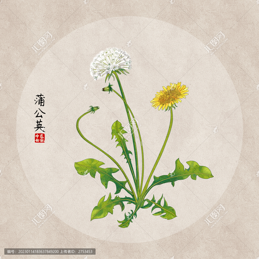 蒲公英