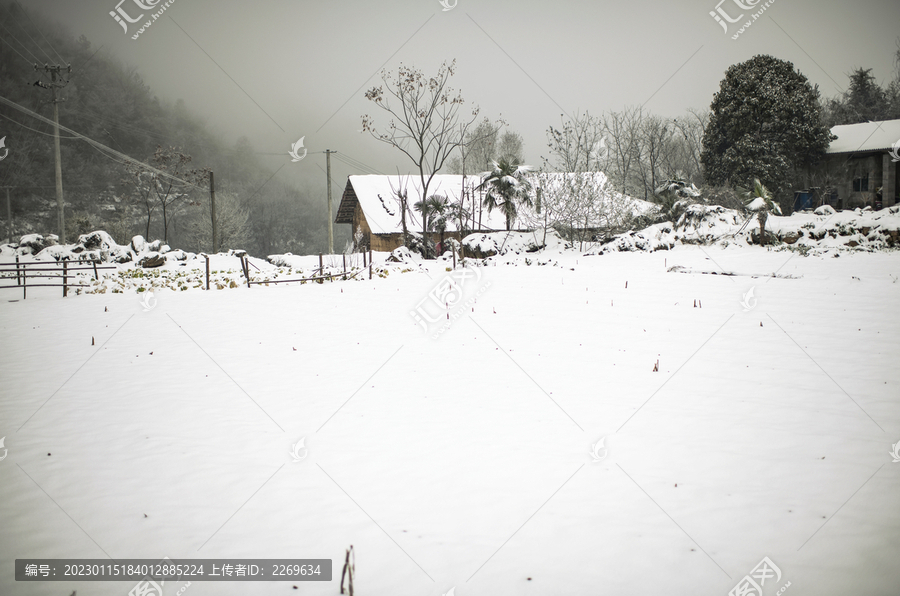 茶园雪景