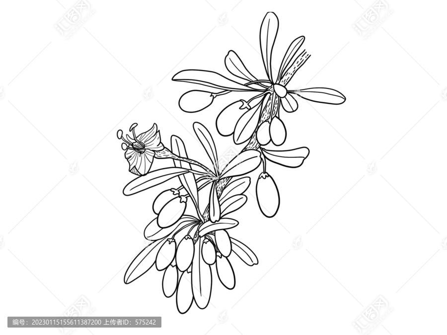 線描枸杞