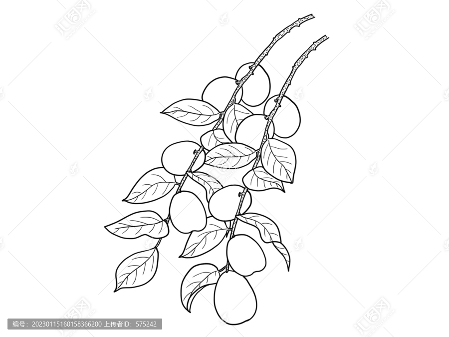 線描大棗