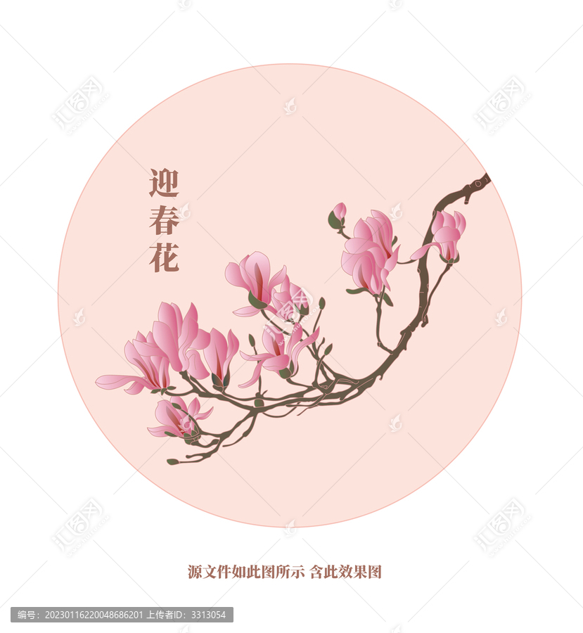 迎春花