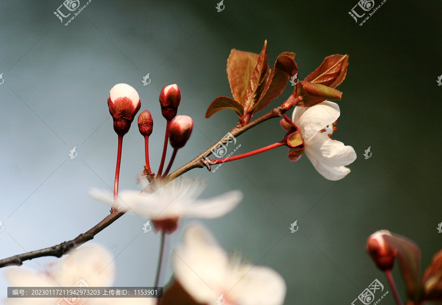 花枝